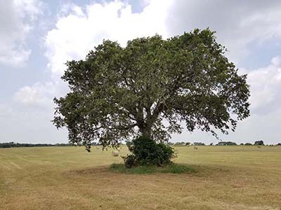 East TX Loop 1604 South Frontage